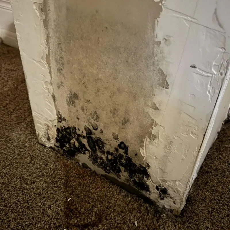 Professional Mold Removal in Jamestown, OH